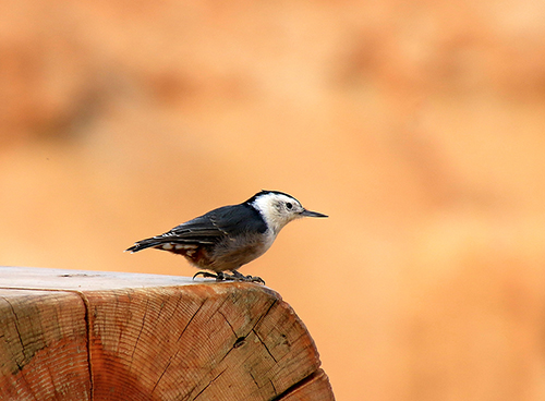 Picchio muratore pettobianco (Sitta carolinensis)